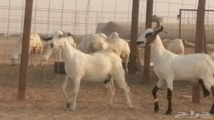 جفار بيشيات صنف كحل وبيض جفرات بيشية جنب 3