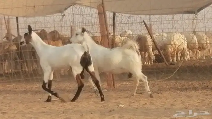 جفار بيشيات صنف كحل وبيض جفرات بيشية جنب 20