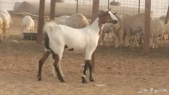 جفار بيشيات صنف كحل وبيض جفرات بيشية جنب 11