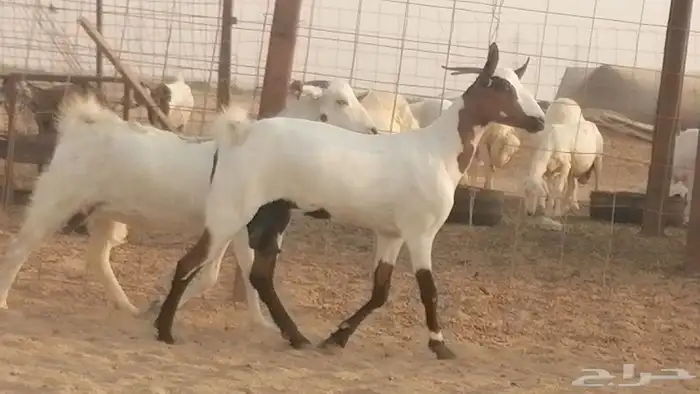 جفار بيشيات صنف كحل وبيض جفرات بيشية جنب 23