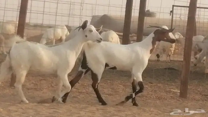 جفار بيشيات صنف كحل وبيض جفرات بيشية جنب 10