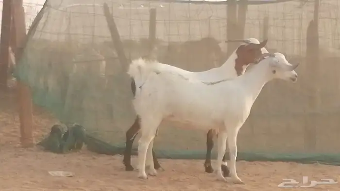 جفار بيشيات صنف كحل وبيض جفرات بيشية جنب 16