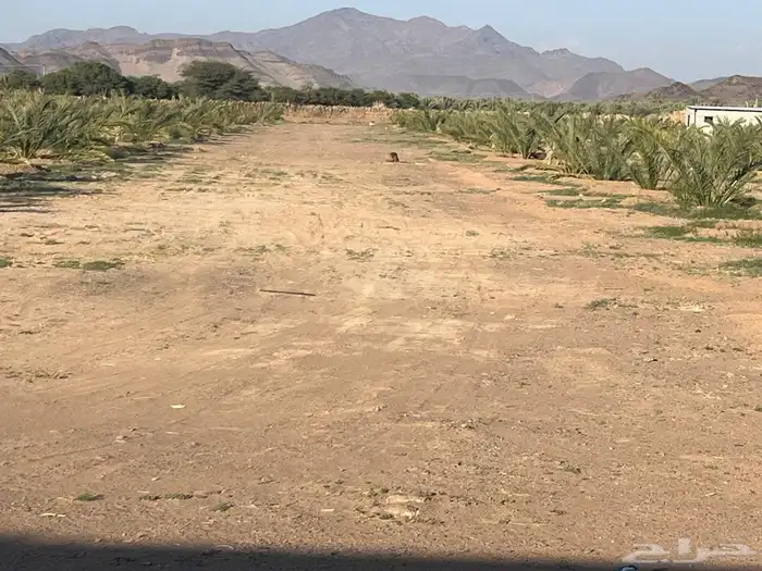 مطلوب مزرعة بالمندسة 0