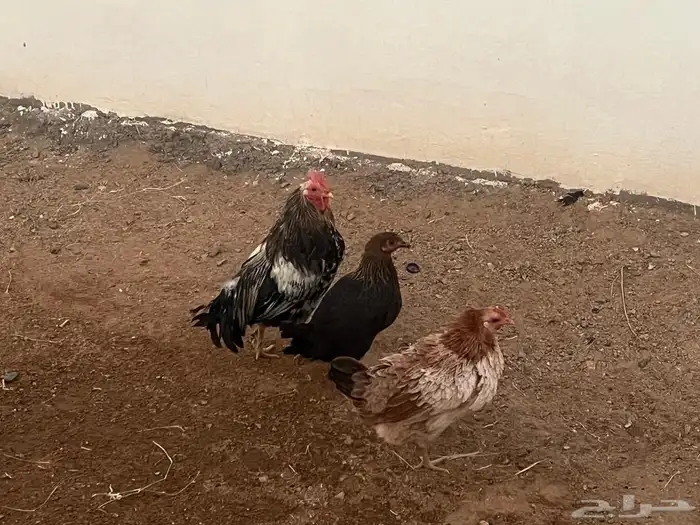 ديك ودجاجتين للبيع 0