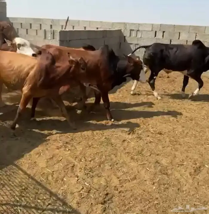 عجول مميزة للملاحم والمطاعم 0