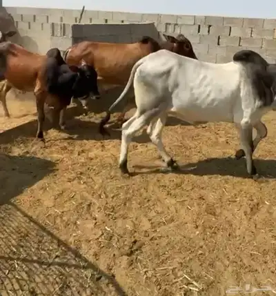 عجول مميزة للملاحم والمطاعم index