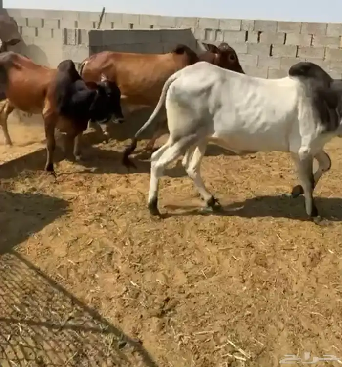 عجول مميزة للملاحم والمطاعم 2