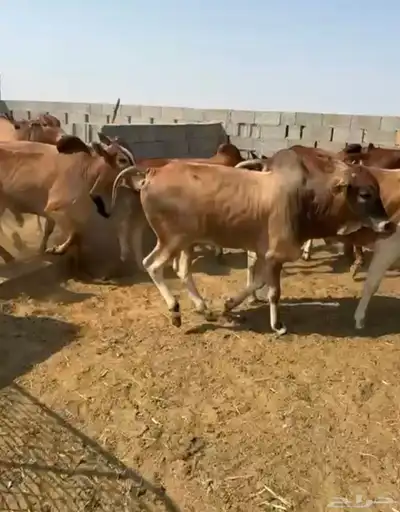 عجول مميزة للملاحم والمطاعم index