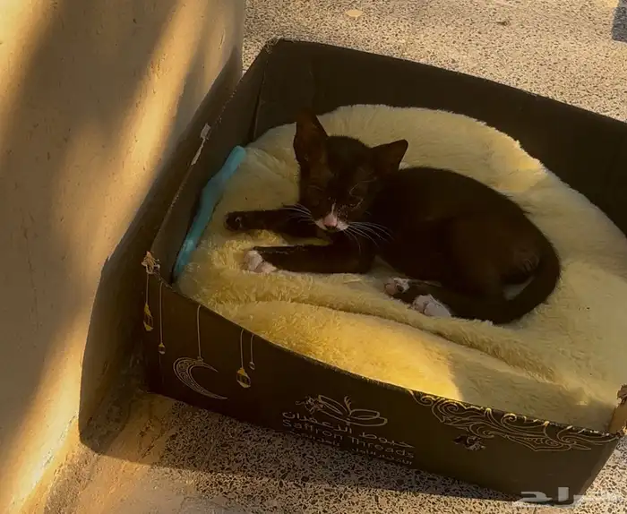 قط يحتاج مساعده 0