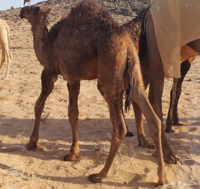 حاشي لباني 0