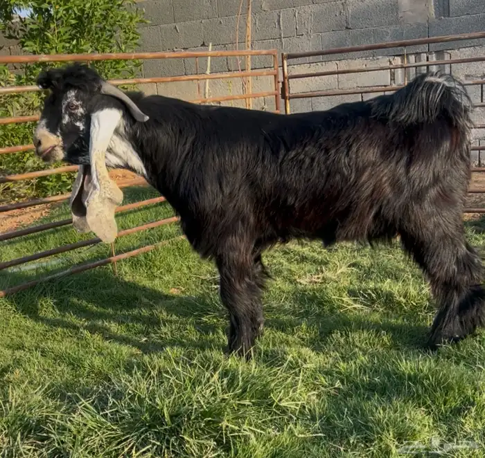 تيس عارضي خصم معرف جاهز 0