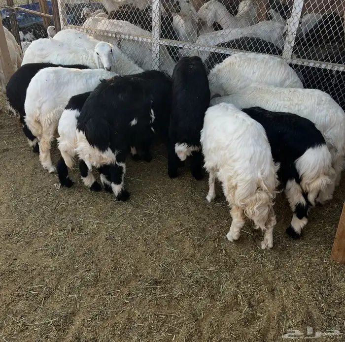 ذبايح الموقع شروره 3