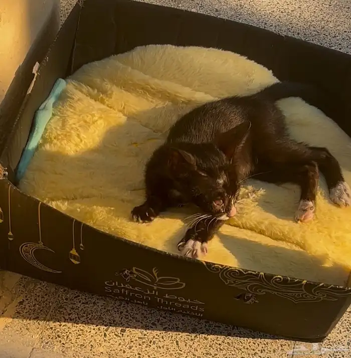 قط يحتاج مساعده 1