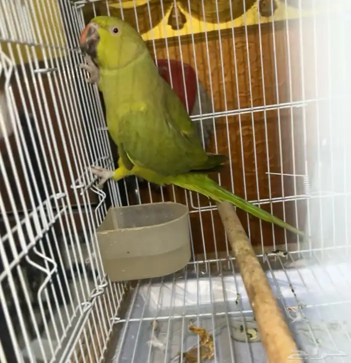 درة أنثىء متكلمة وأليفه 1