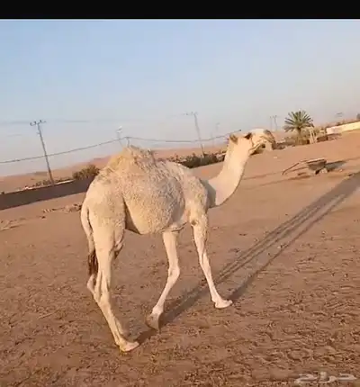 افلح من ذكر الله قعود للبيع 0