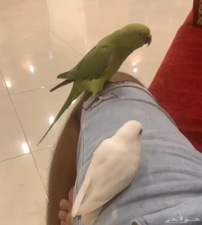 درة أنثىء متكلمة وأليفه 0