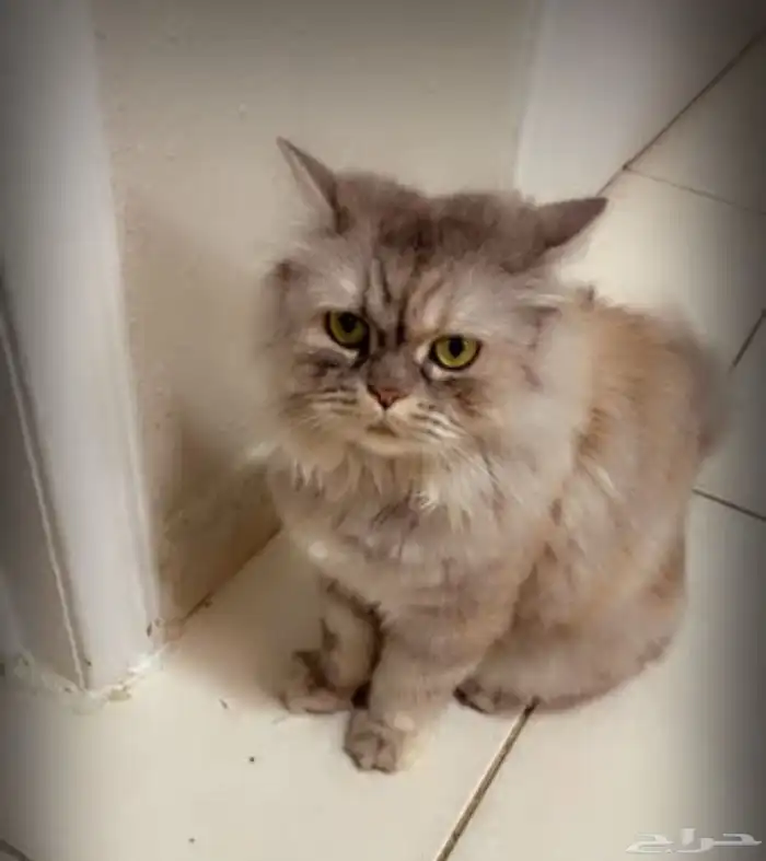 قطط للتبني برسوم 0