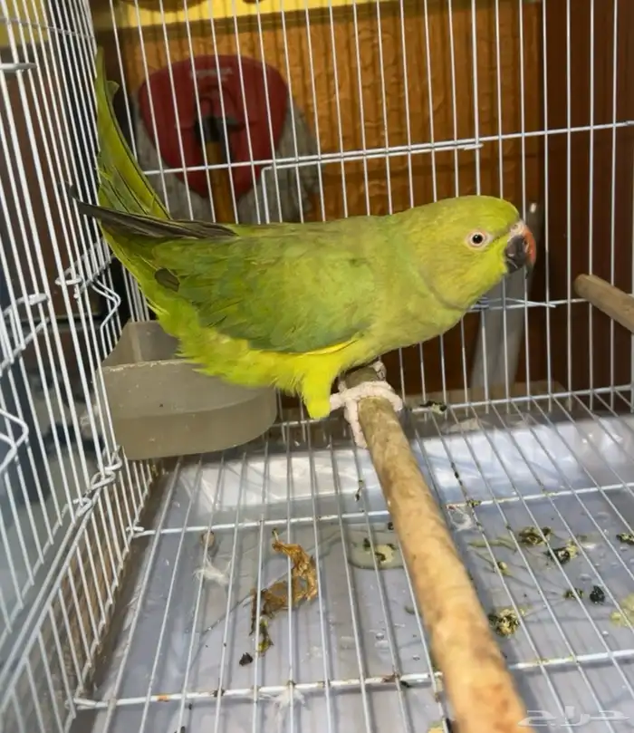 درة أنثىء متكلمة وأليفه 2