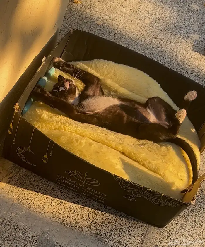 قط يحتاج مساعده 2