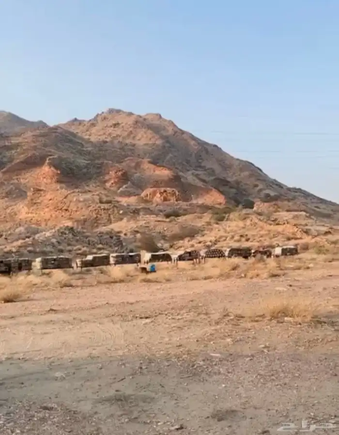 عسل جبلي صافي جديد من منحلي شخصيا 7