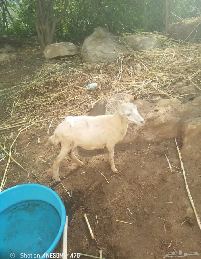 رخله للييع 1