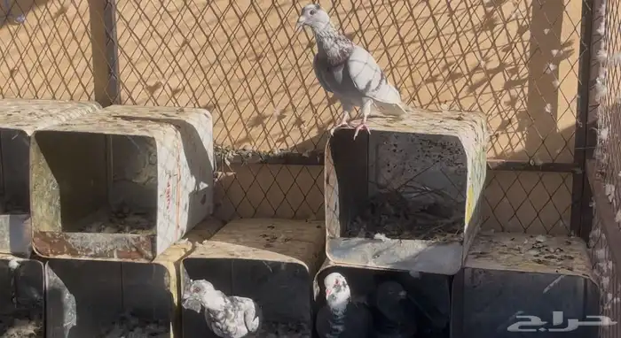 زواجل ازواج فيه بيهن سباق وشرط انتاج 2