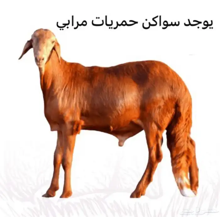 سواكن مرابي 1