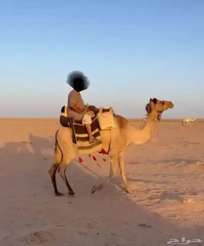 رحول طيبه index