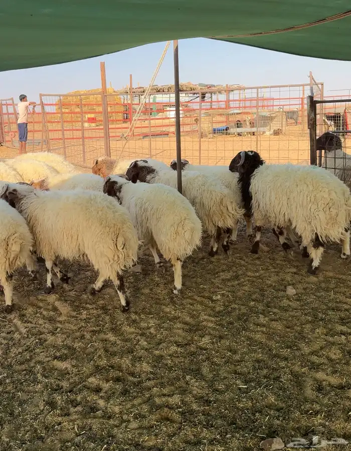 خرفان طيبه للبيع العدد20 الموقع شمال بريده 1