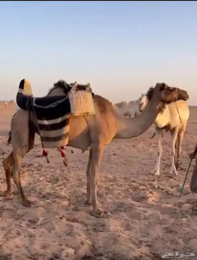 رحول طيبه index