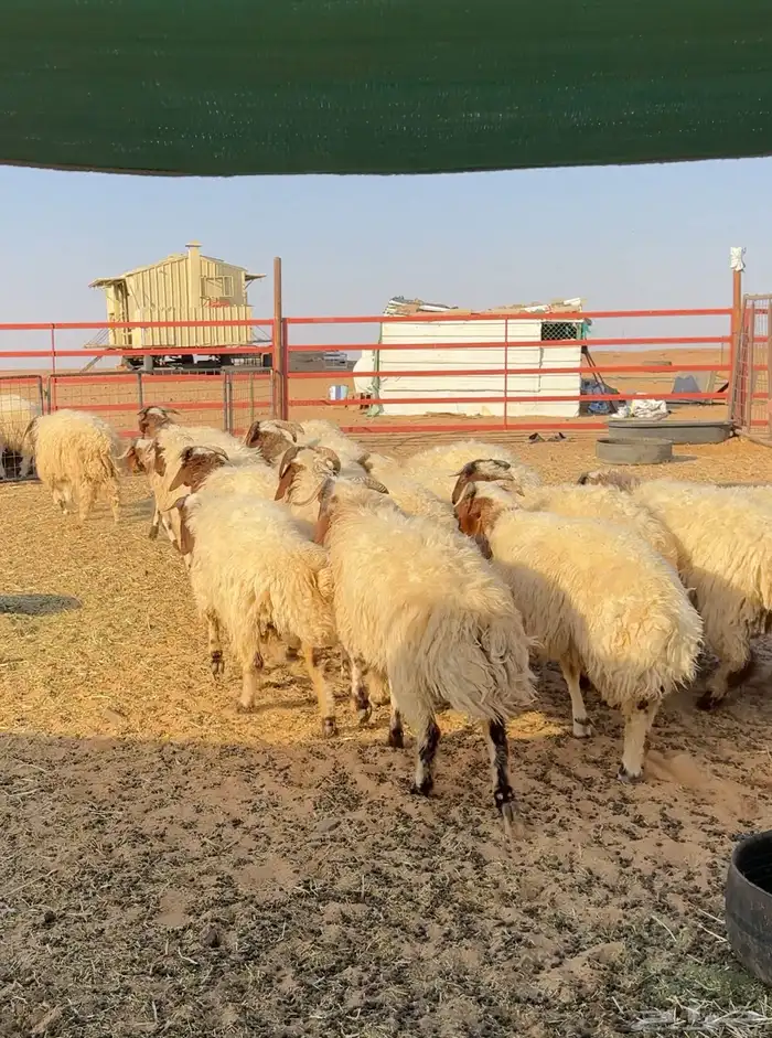 خرفان طيبه للبيع العدد20 الموقع شمال بريده 0