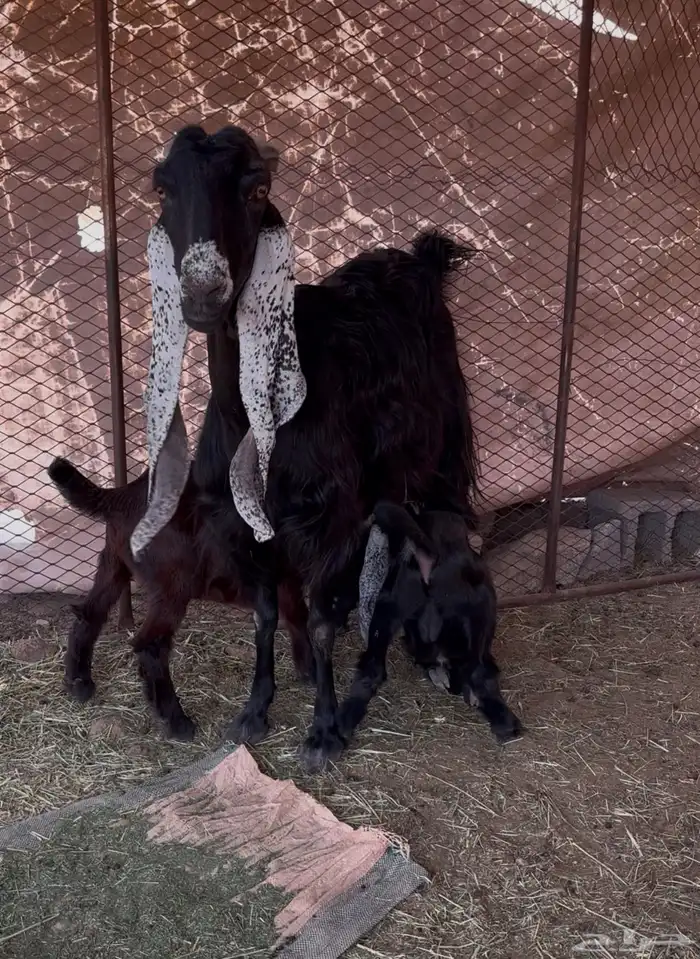 للبيع عنز عليه تيسين 0