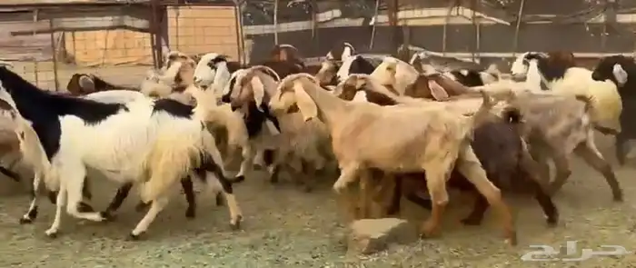 جفار مصريات صغار سن 1