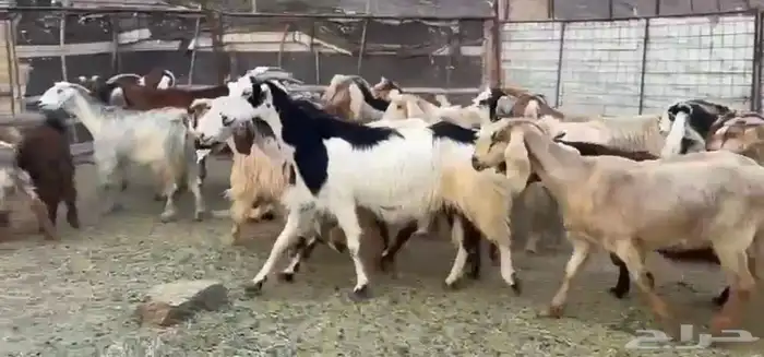 جفار مصريات صغار سن 2