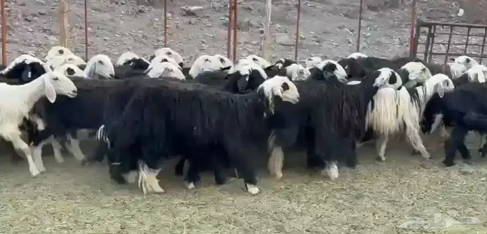 النجد صغار السن لاتفوتك 3