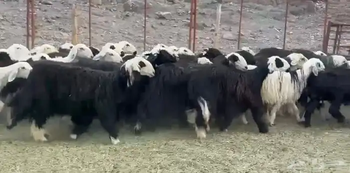 النجد صغار السن لاتفوتك 1