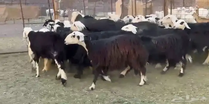 النجد صغار السن لاتفوتك 0