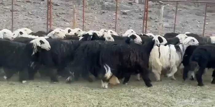 النجد صغار السن لاتفوتك 2