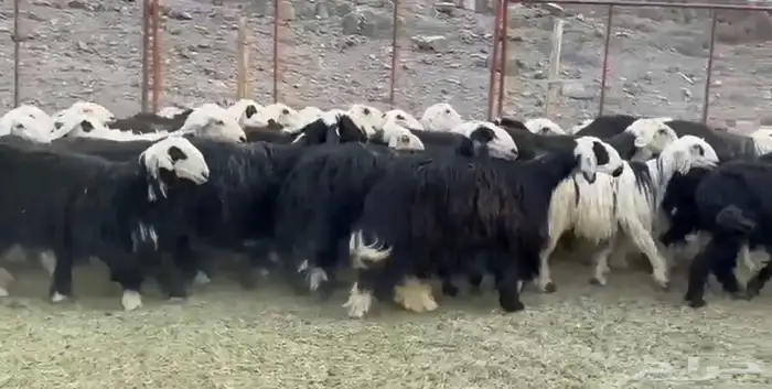 النجد صغار السن لاتفوتك 4