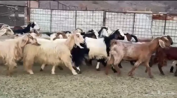 جفار مصريات صغار سن 0