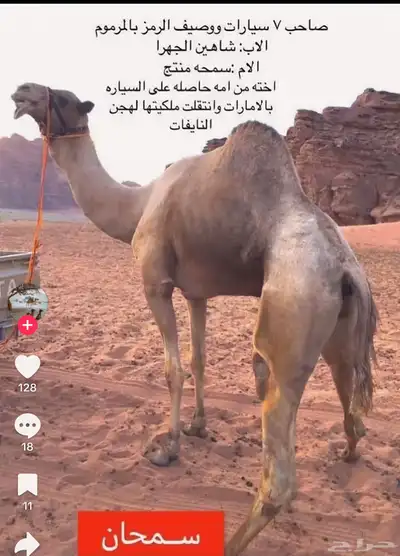 بكره لقيه هجن سلاله 0