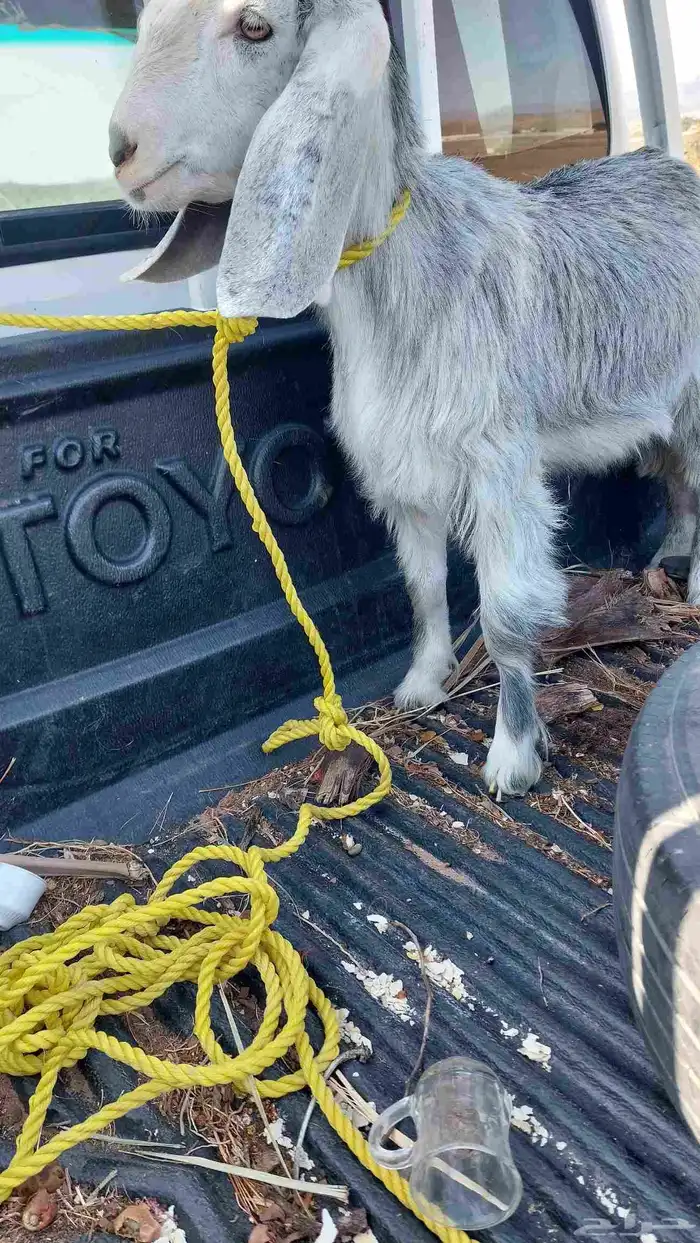 تيوس وجفار للبيع 0