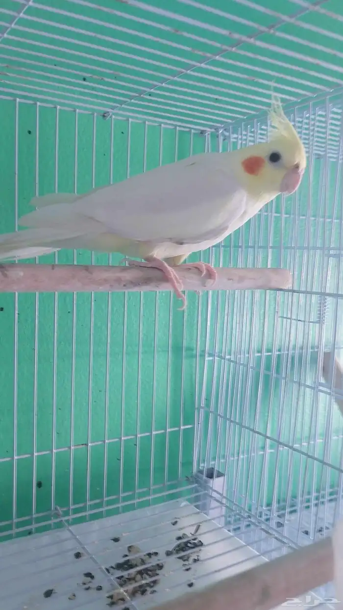 كروان غير أليف 0