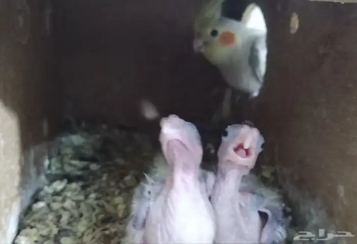 جوز كروان نورمال مع فرخين 3