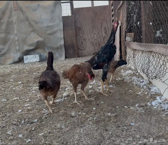 دجاج تركي وديك شامو 0