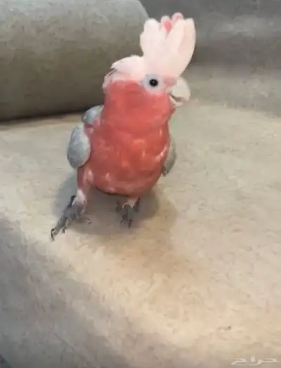 كوكاتو قالا أليف حمامه index