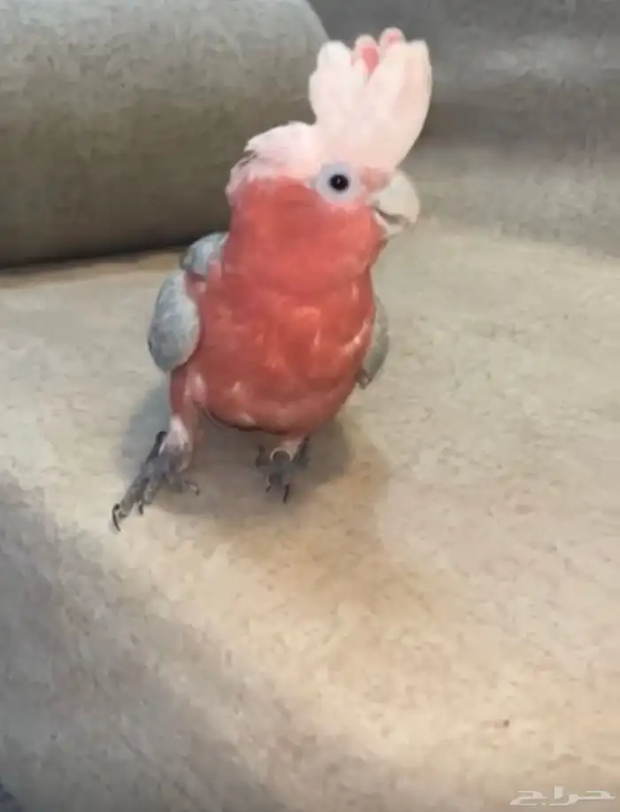 كوكاتو قالا أليف حمامه 2