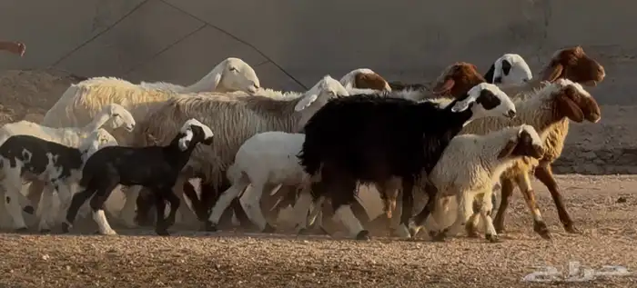 غنم مهاجين ونعيم متابيع طيبه 8 معها 8 8