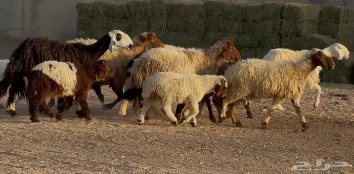 غنم مهاجين ونعيم متابيع طيبه 8 معها 8 0