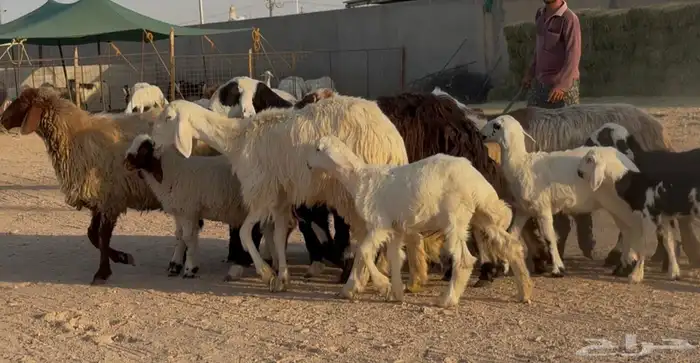 غنم مهاجين ونعيم متابيع طيبه 8 معها 8 5